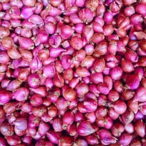bawang merah cv mks